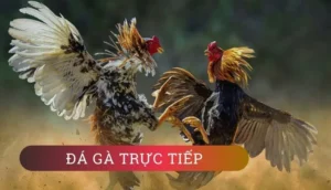 Cách Chơi Đá Gà Sabong Tại 69VN: Bí Kíp Cá Cược Hiệu Quả Nhất 2025