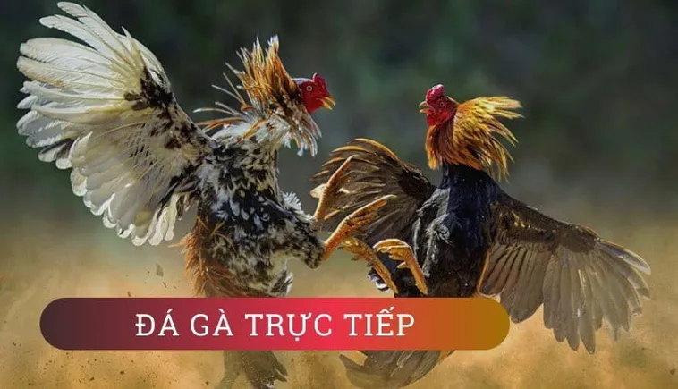 Cách Chơi Đá Gà Sabong Tại 69VN: Bí Kíp Cá Cược Hiệu Quả Nhất 2025